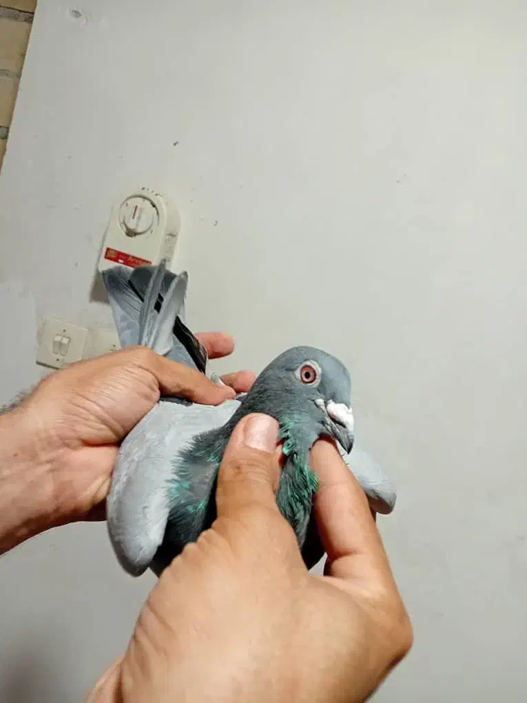 نروماده پلاکی|پرنده|بندر ماهشهر, |دیوار