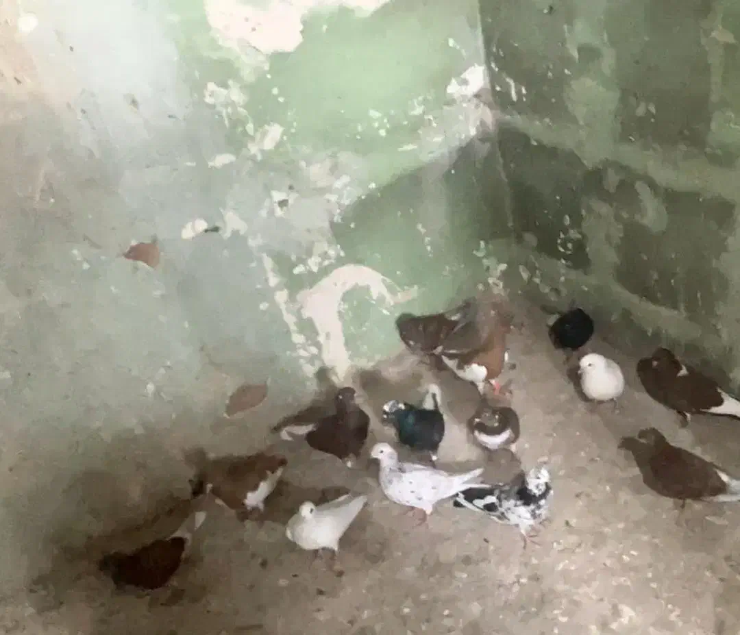 کبوتر پرشی رنگی دم سفید تهرانی|پرنده|آبیک, |دیوار