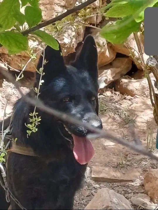 واگذاری ماده ژرمن اصل|سگ|فردیس, منظریه|دیوار