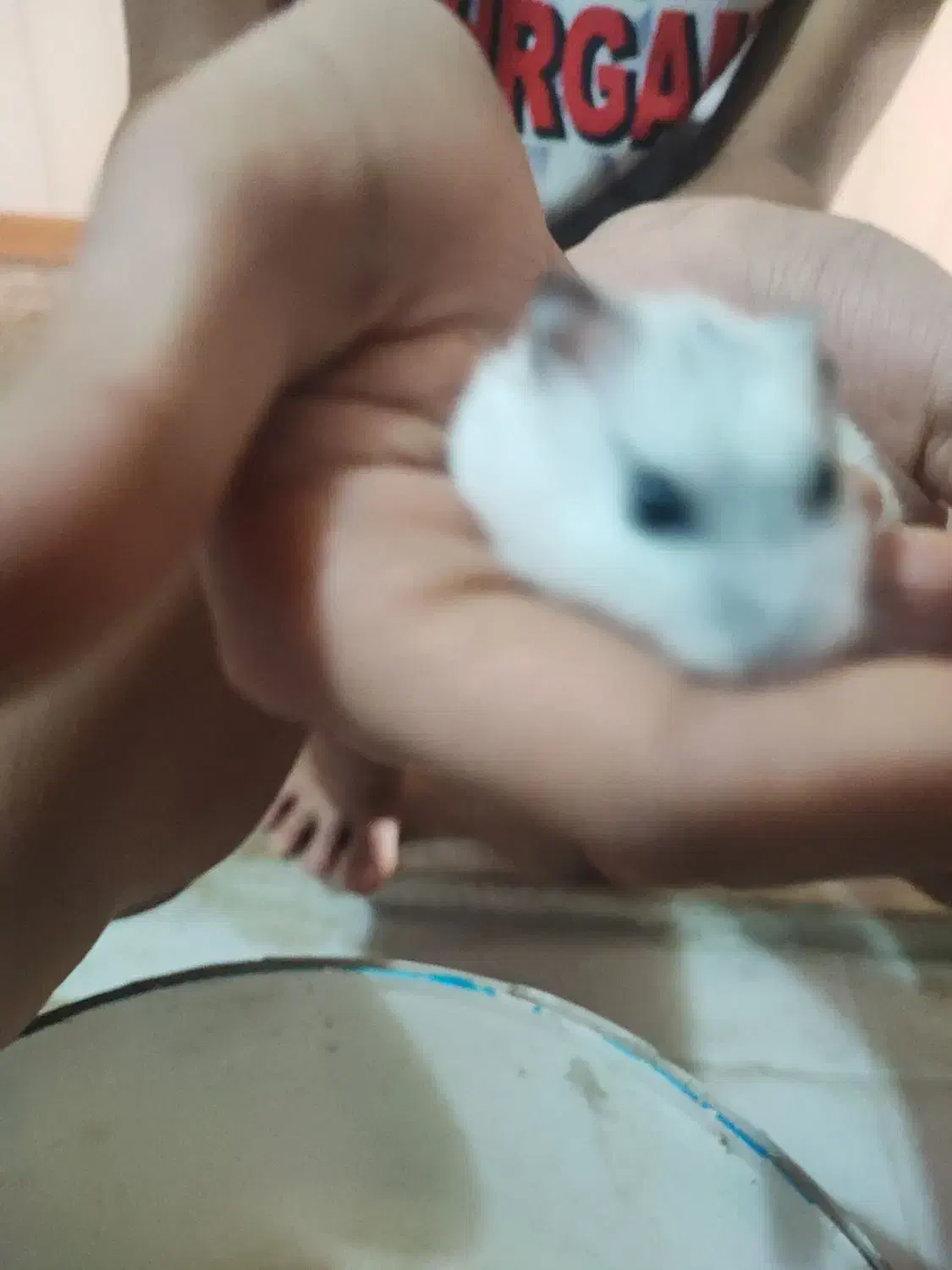 همستر ماده سه ماهه|موش و خرگوش|کرج, اصفهانیها|دیوار