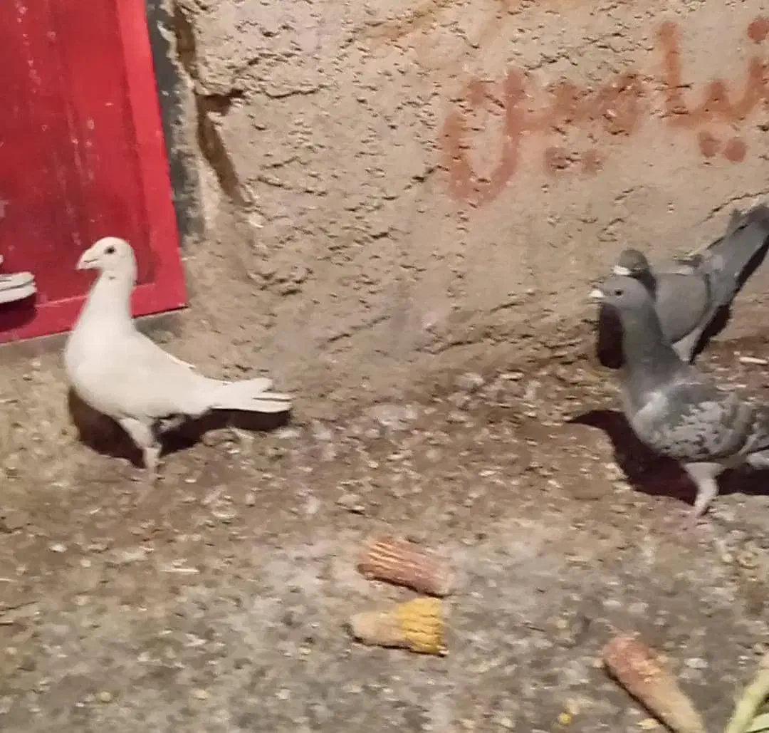 پلاکی جفتی کوهی و ابلغ|پرنده|شیراز, شهرک صنعتی شیراز|دیوار