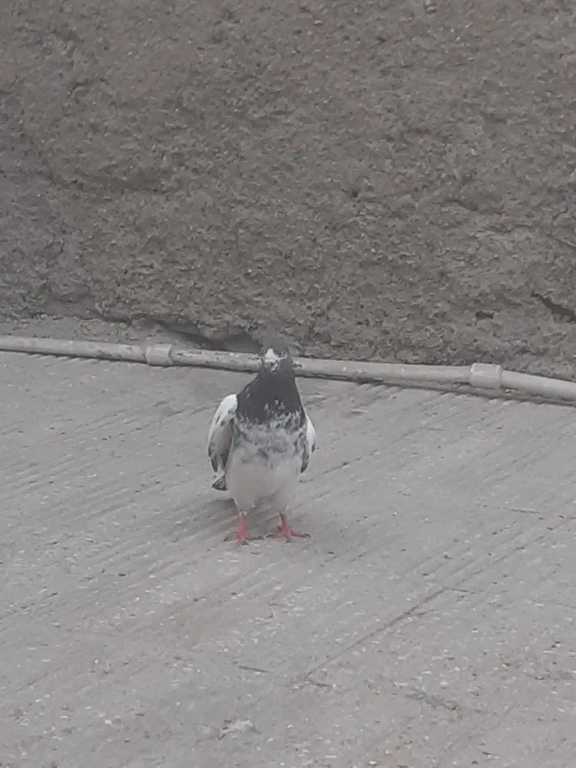 دوعدد نر فروشی|پرنده|چابهار, |دیوار