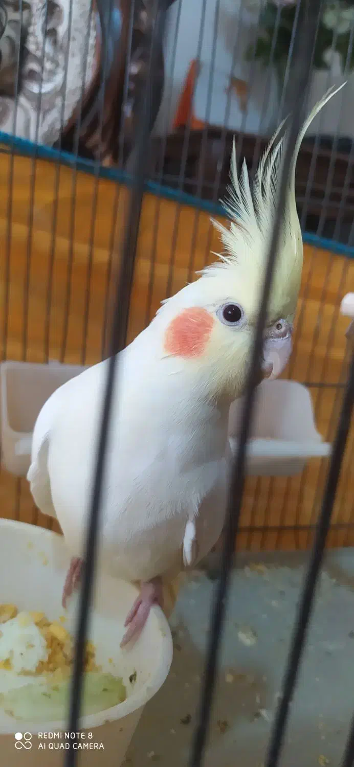 عروس هلندی لوتینو ماده|پرنده|کرج, شاهین‌ویلا|دیوار