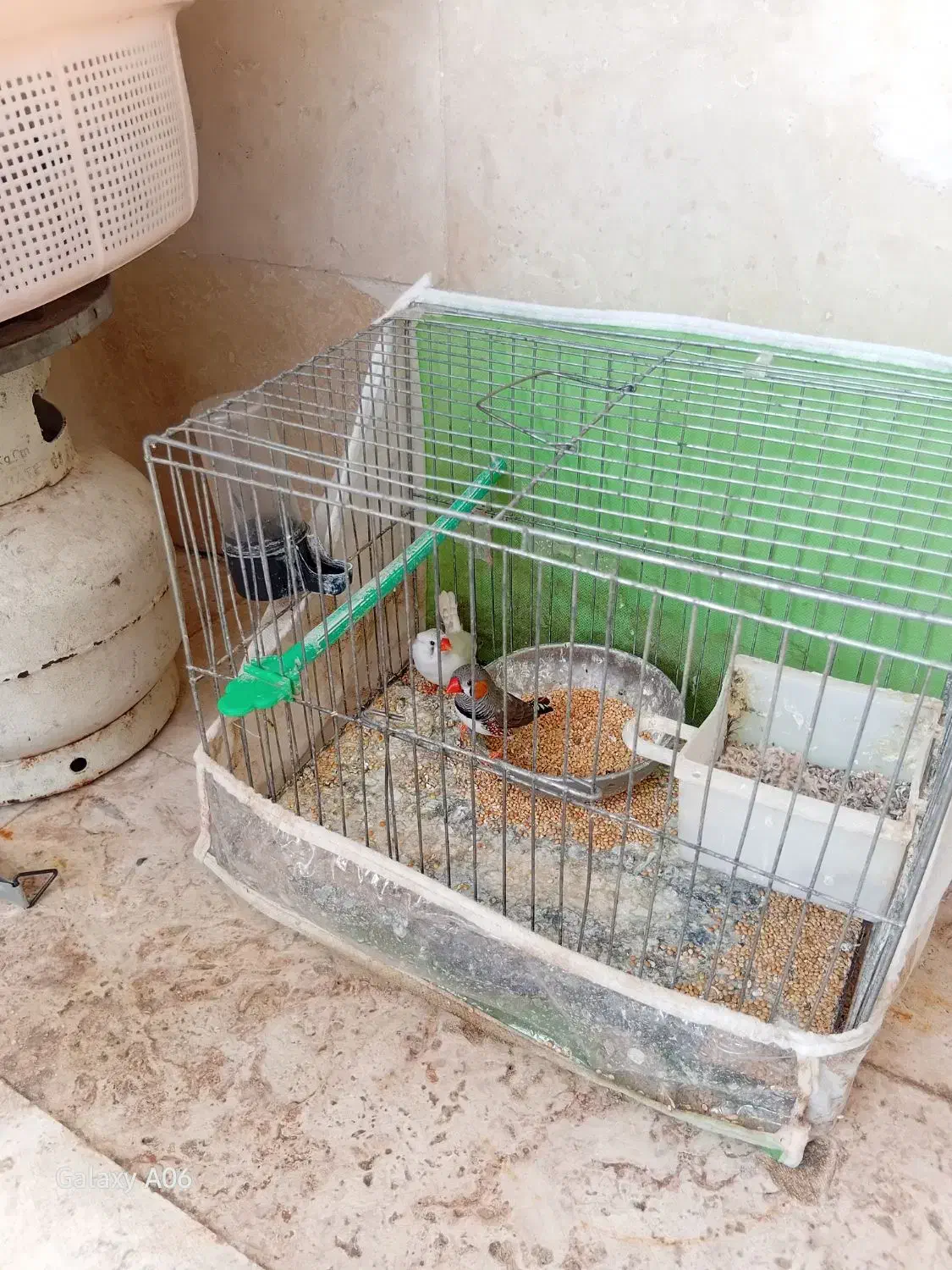 فنچ نروماده|پرنده|گلبهار, شهر جدید گلبهار|دیوار