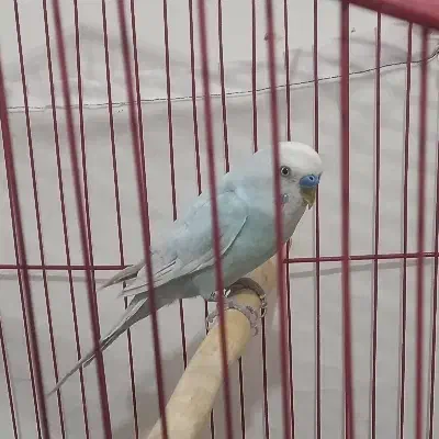 فروش عروس هلندی و مرغ عشق|پرنده|سوری, |دیوار