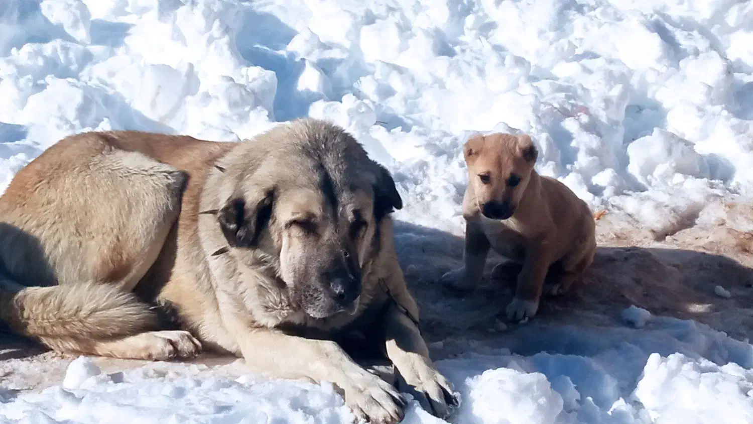 سگ سرابی پژدر|سگ|مشهد, کوی پلیس|دیوار