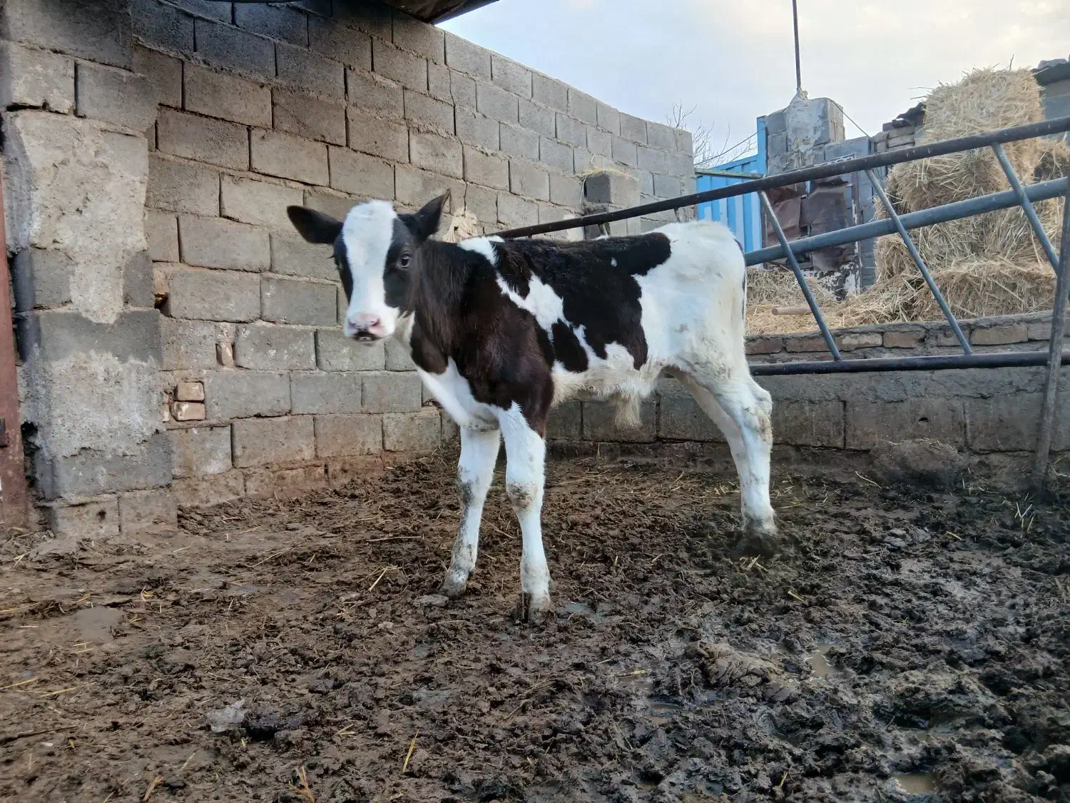 گوساله نر|حیوانات مزرعه|پائین جام, |دیوار