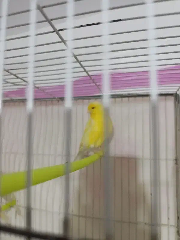 قناری|پرنده|تربت‌حیدریه, رضاشهر|دیوار