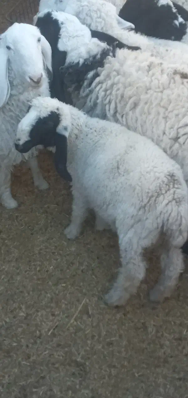 بره نر پاکستانی دم خونه ای۶ ماهه تقریبا|حیوانات مزرعه|زاهدان, |دیوار