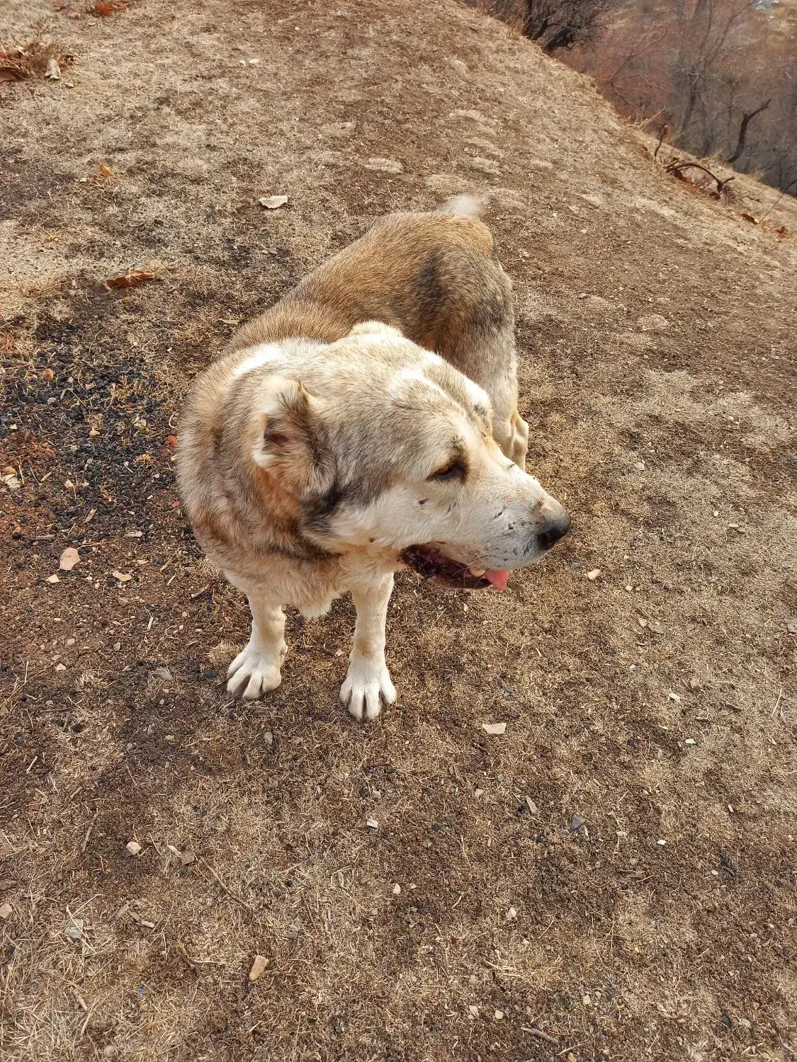 فروشی|سگ|لواسان, |دیوار