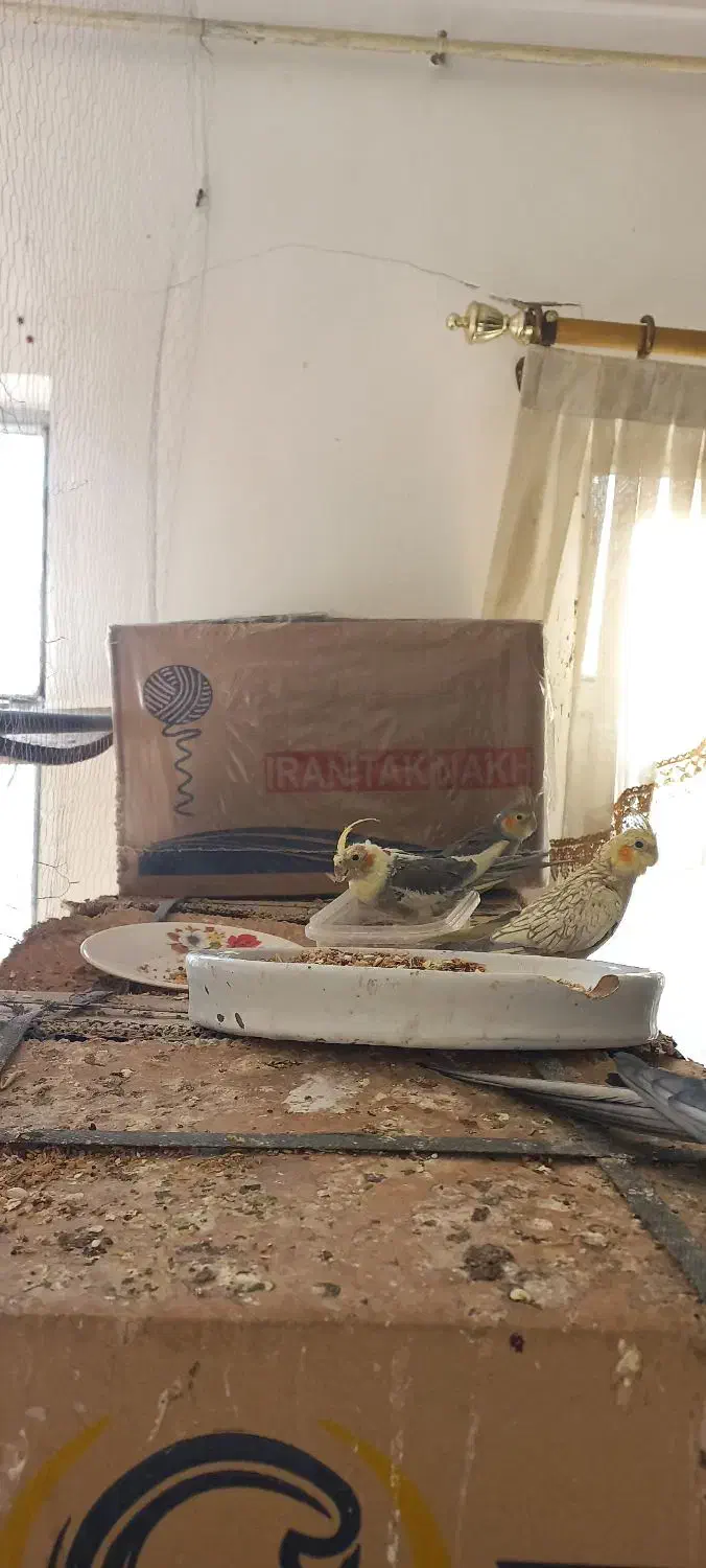 عدوس هلندی قیمت بسیار مناسب|پرنده|لالجین, |دیوار