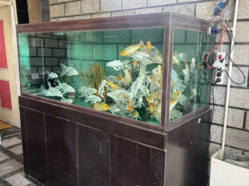 آکواریوم آب شور و شیرین بزرگ|ماهی|باقرشهر, |دیوار