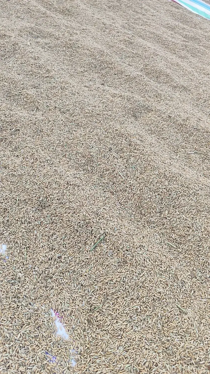 برنج|خوردنی و آشامیدنی|بهبهان, |دیوار