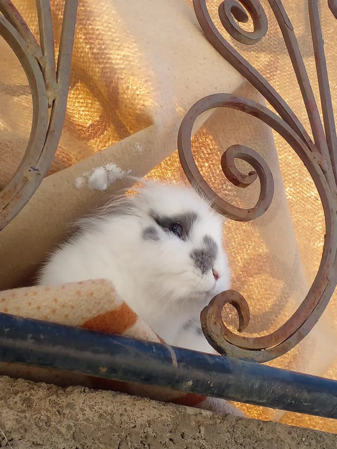 فروش خرگوش|موش و خرگوش|نیشابور, شهرک قدس|دیوار