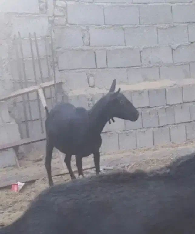 بز مورسیاه وارداتی|حیوانات مزرعه|ایرانشهر, |دیوار