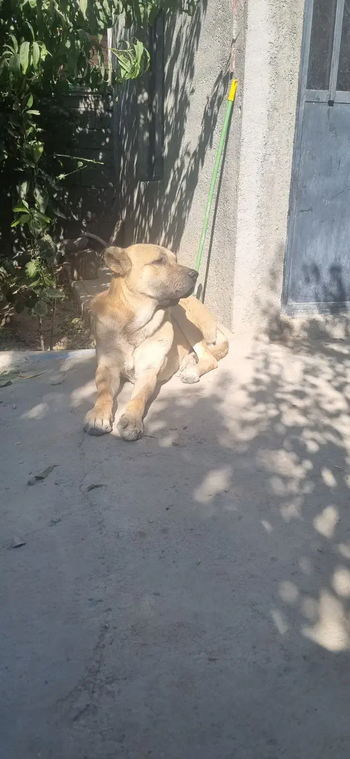 سگ سرابی|سگ|بهارستان, |دیوار