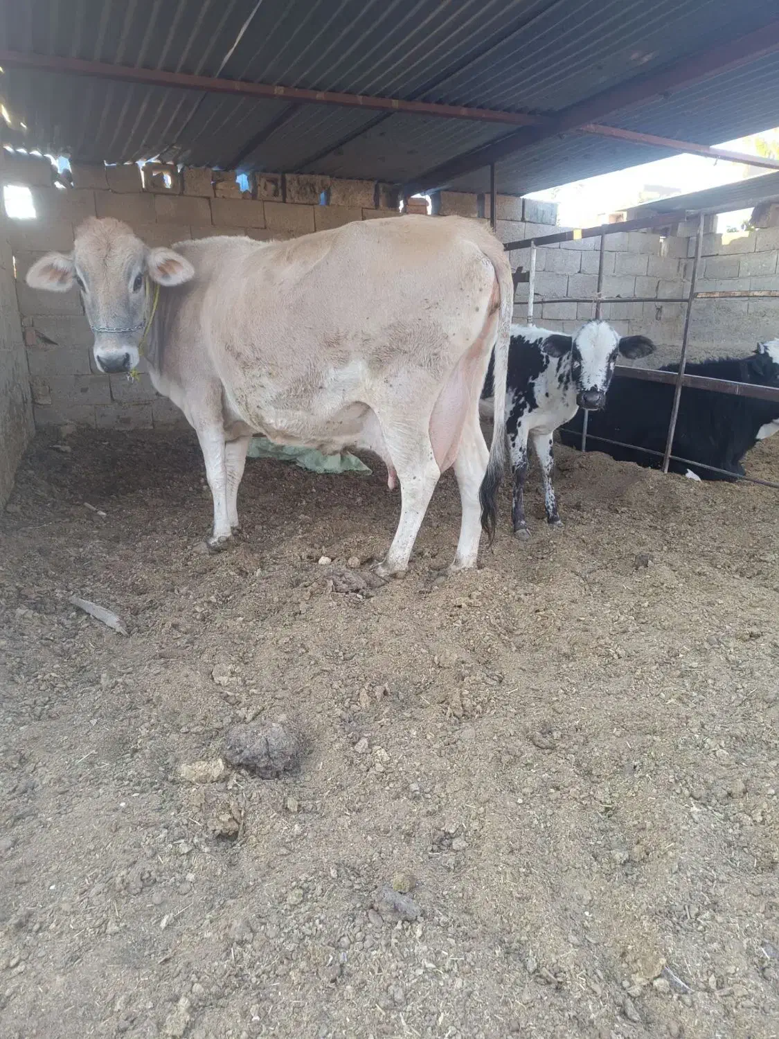 گاو گوساله کوهبنان|حیوانات مزرعه|ماهان, |دیوار