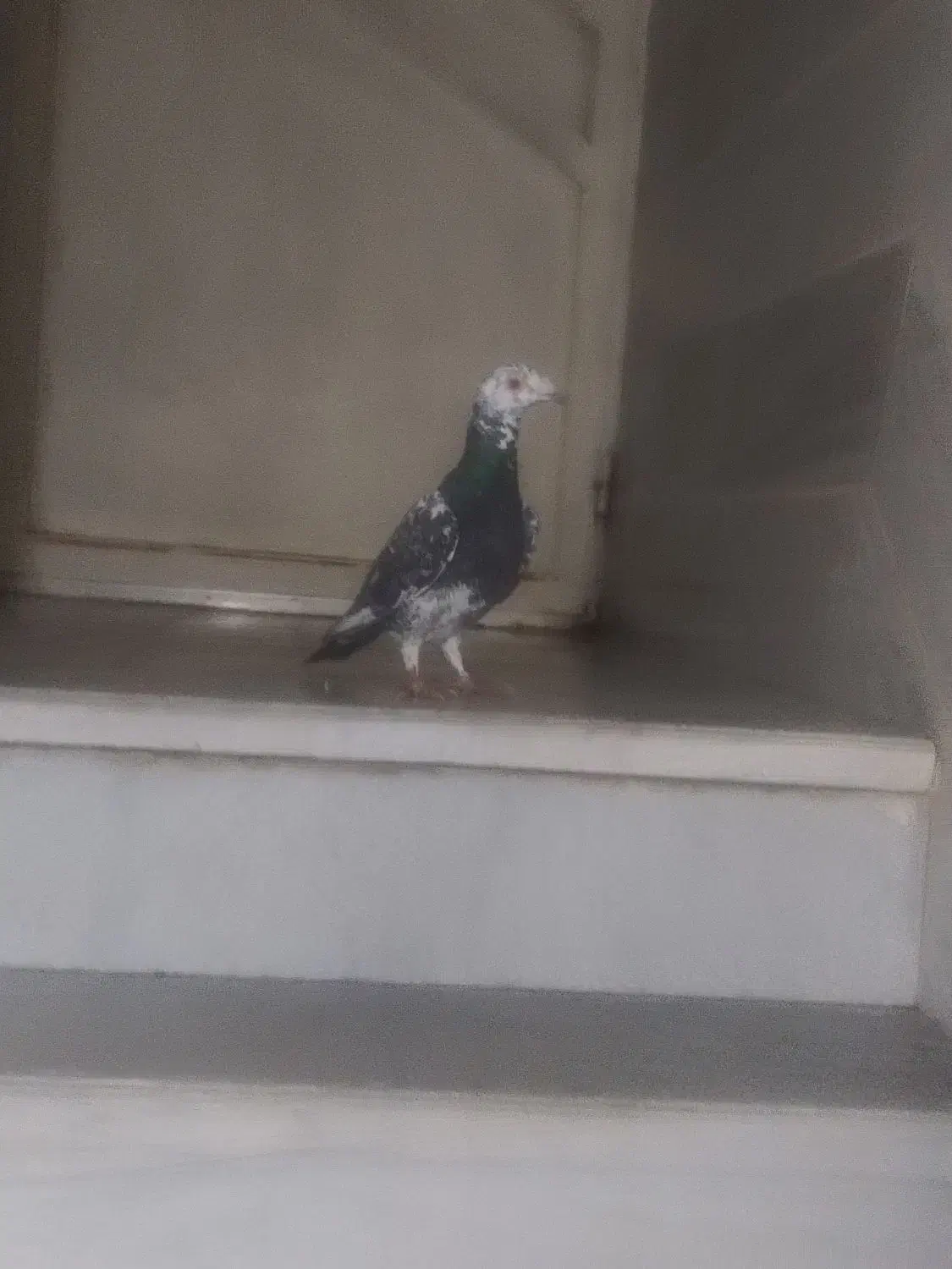 آلمانی|حیوانات|یزد, |دیوار