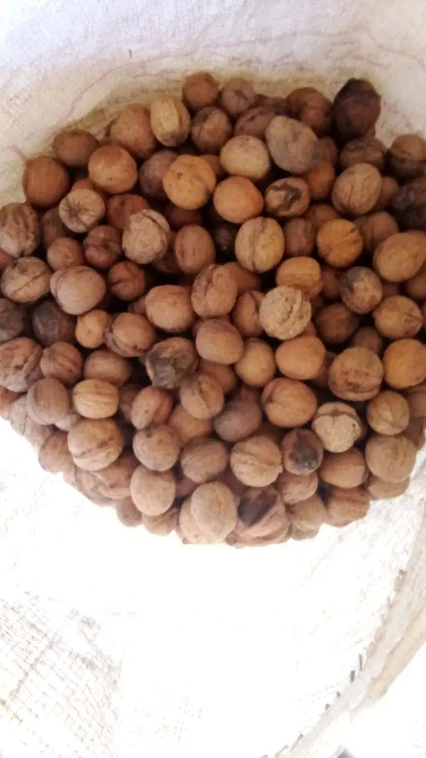 گردو تازه و خوش طعم خوانسار|خوردنی و آشامیدنی|خوانسار, |دیوار