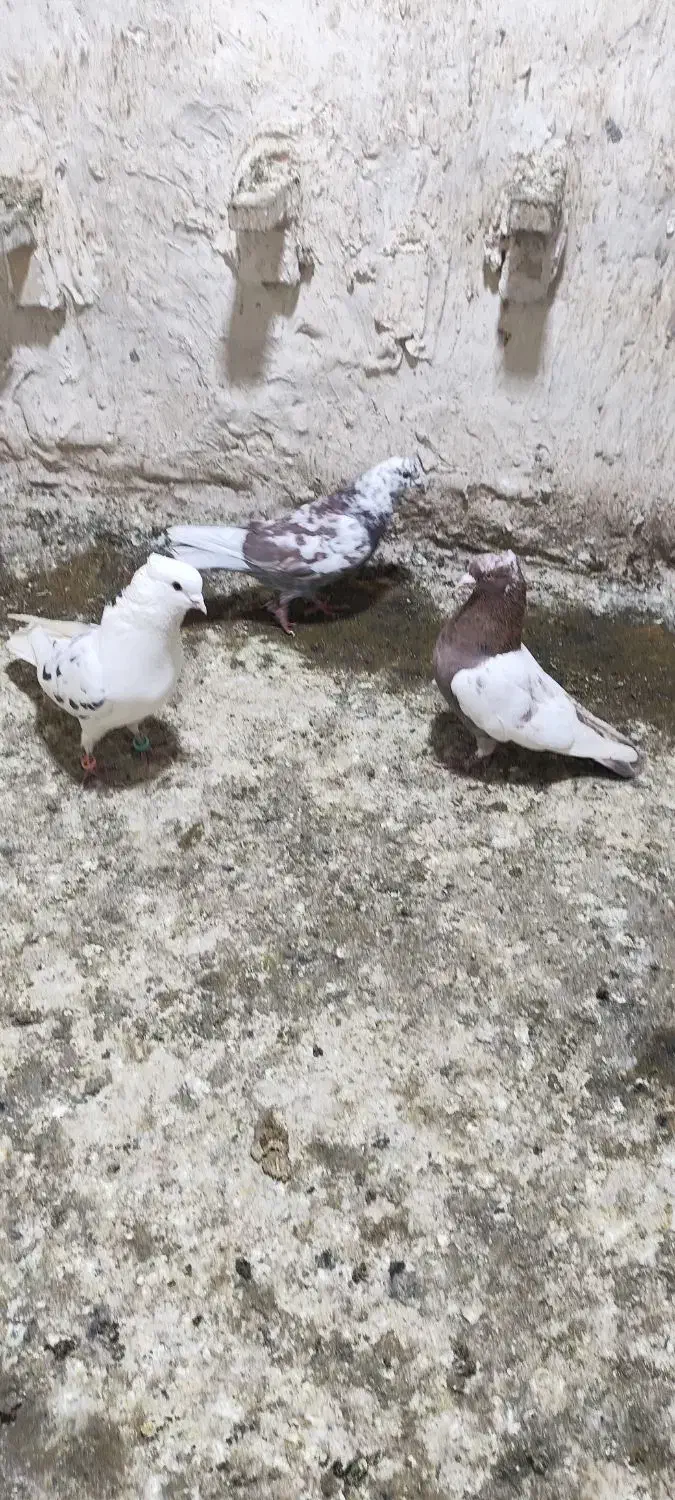 کفتر کبوتر|حیوانات|کرمان, |دیوار