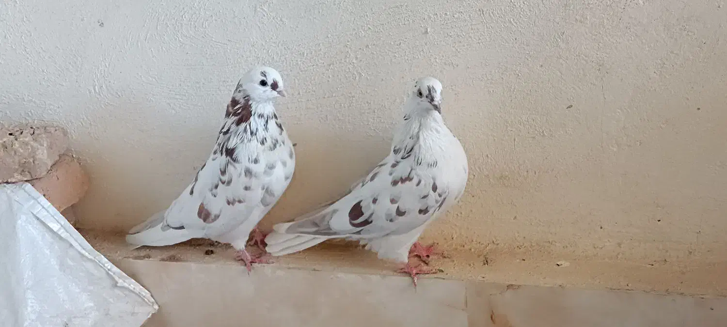 یک‌جفت‌کفتر‌‌نوک‌قنار|پرنده|بروجن, |دیوار
