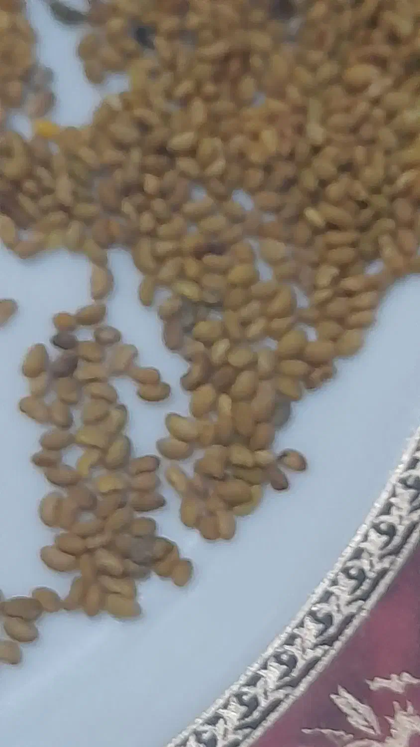 بذر یونجه ماپا|گل و گیاه طبیعی|شیراز, داریون|دیوار