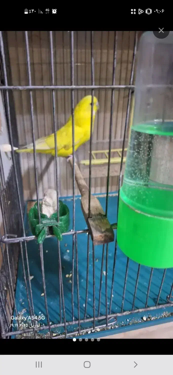 پرنده|پرنده|فولادشهر, مسکن مهر فولادشهر|دیوار