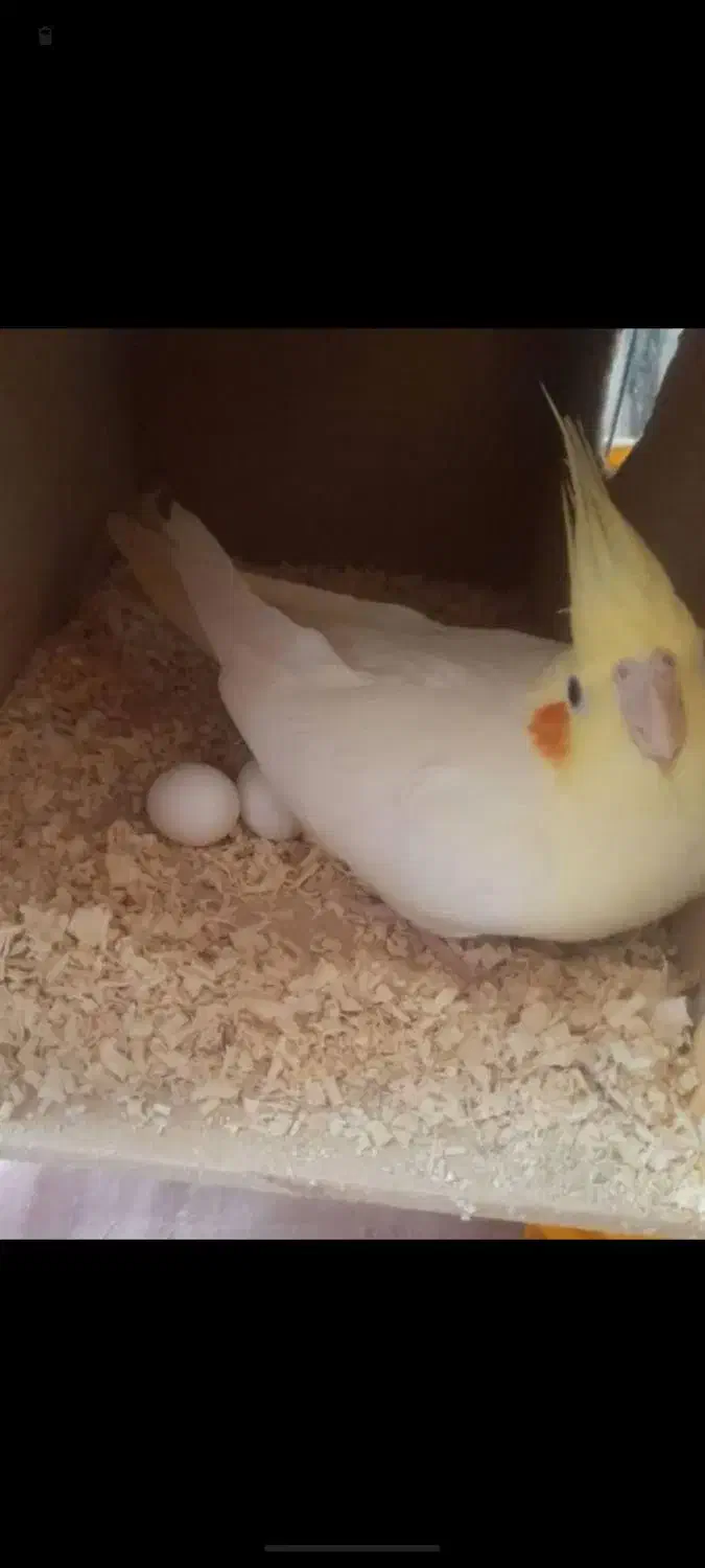 قشنگ هس|پرنده|فسا, |دیوار