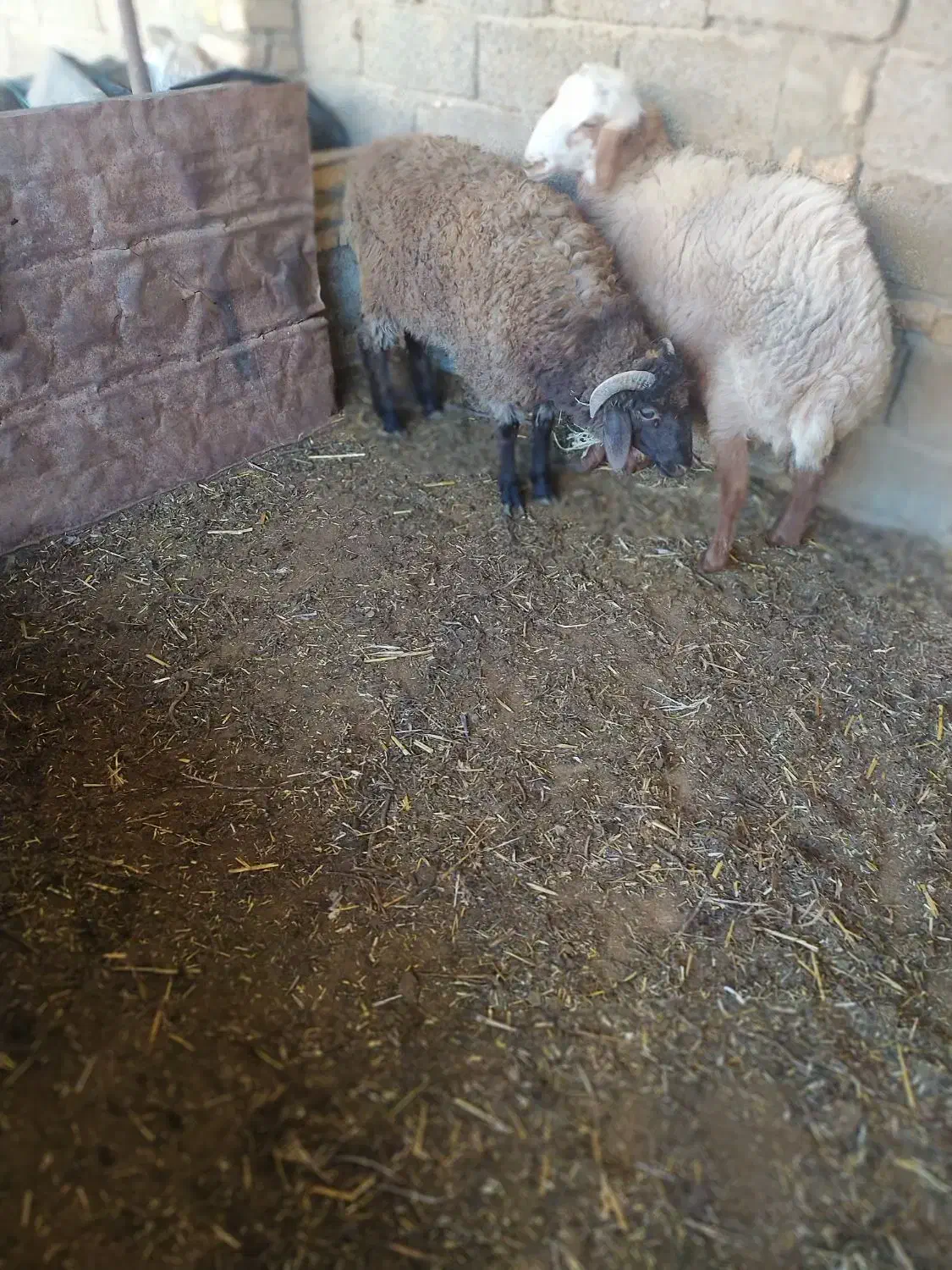 گوسفند نر|حیوانات مزرعه|مینودشت, |دیوار