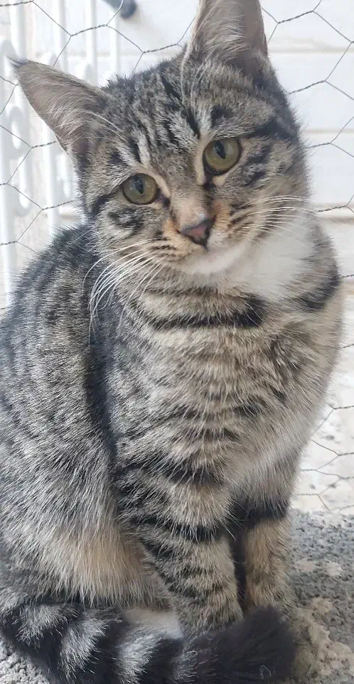 گربه ماده|گربه|قوچان, |دیوار