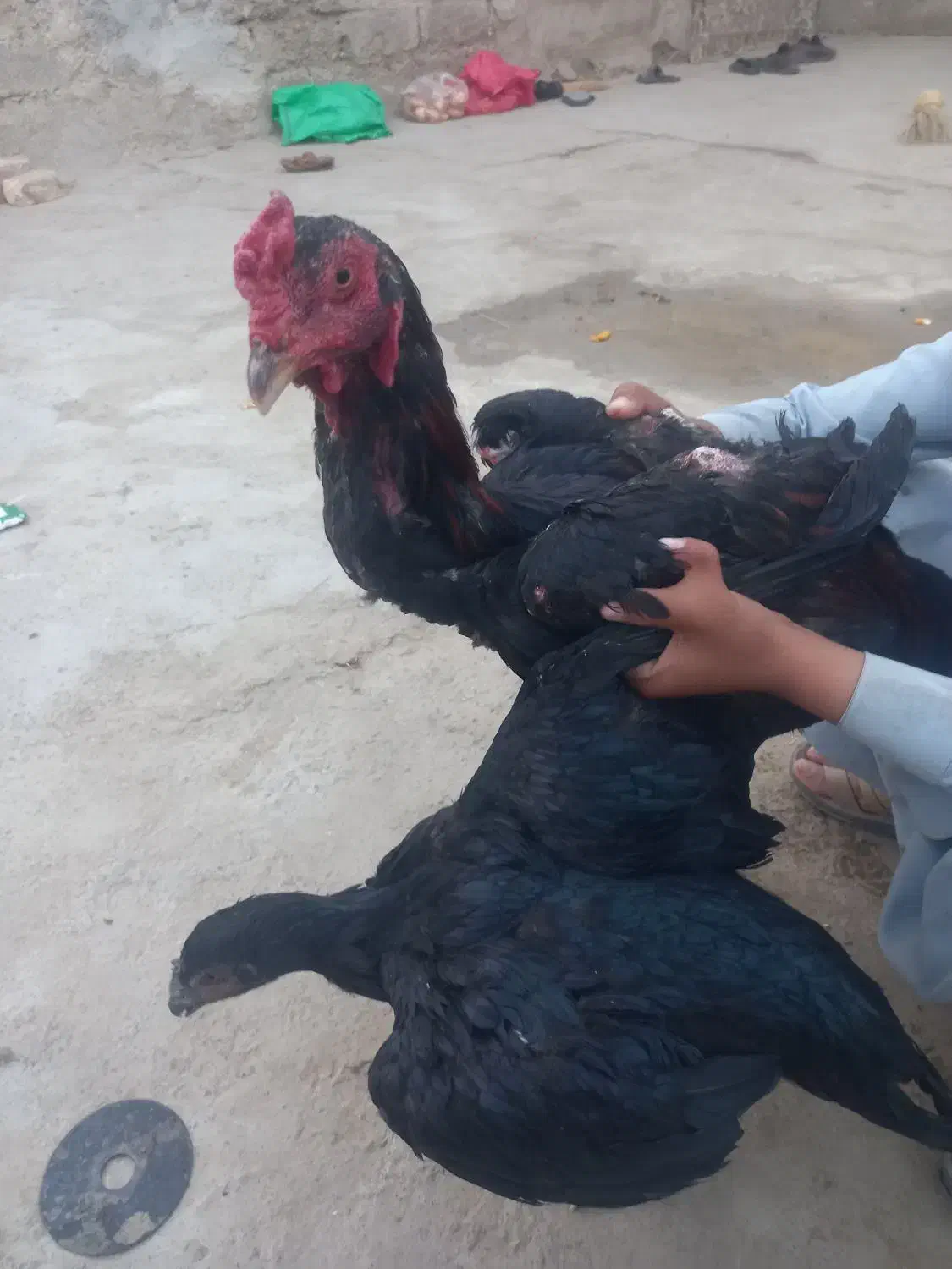 خروس و مرغ|حیوانات مزرعه|زابل, |دیوار