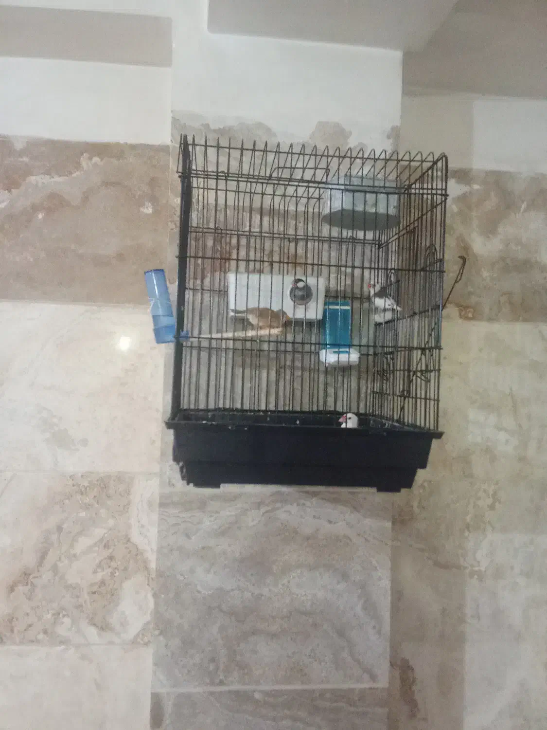 فنج نرگسی|پرنده|ری, شهرک نظامی|دیوار