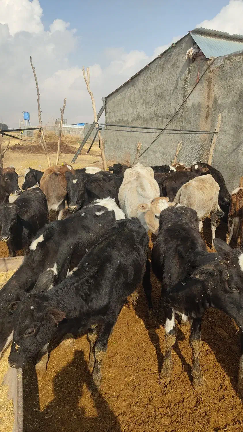 گوساله ماده محلی ۲۲راس|حیوانات مزرعه|کوهدشت, |دیوار