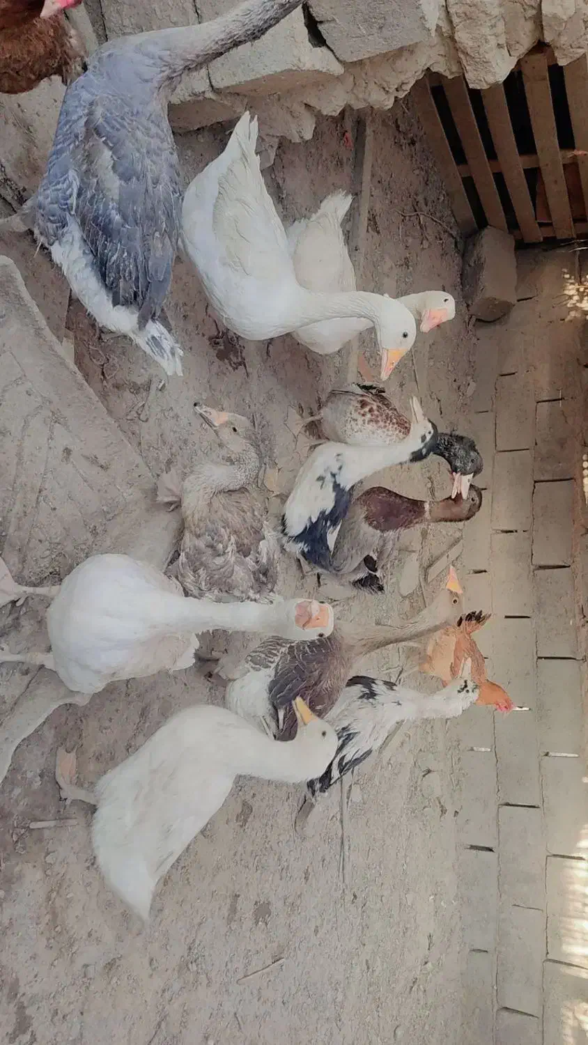 بت و اردک|حیوانات مزرعه|هیرمند, |دیوار