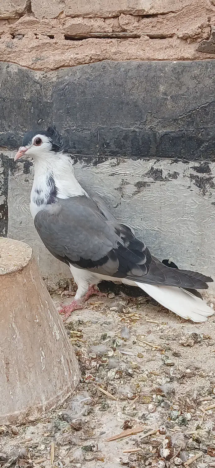 دمگیر دوبحر بدرنگ|پرنده|برخوار, |دیوار