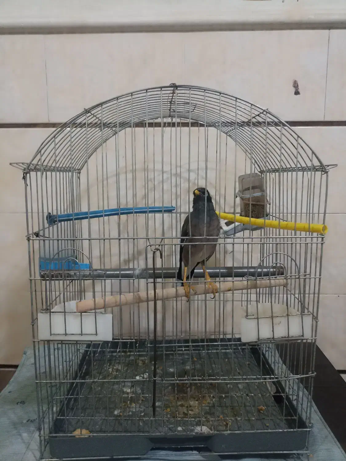 مینا سخنگو|پرنده|زاهدان, |دیوار