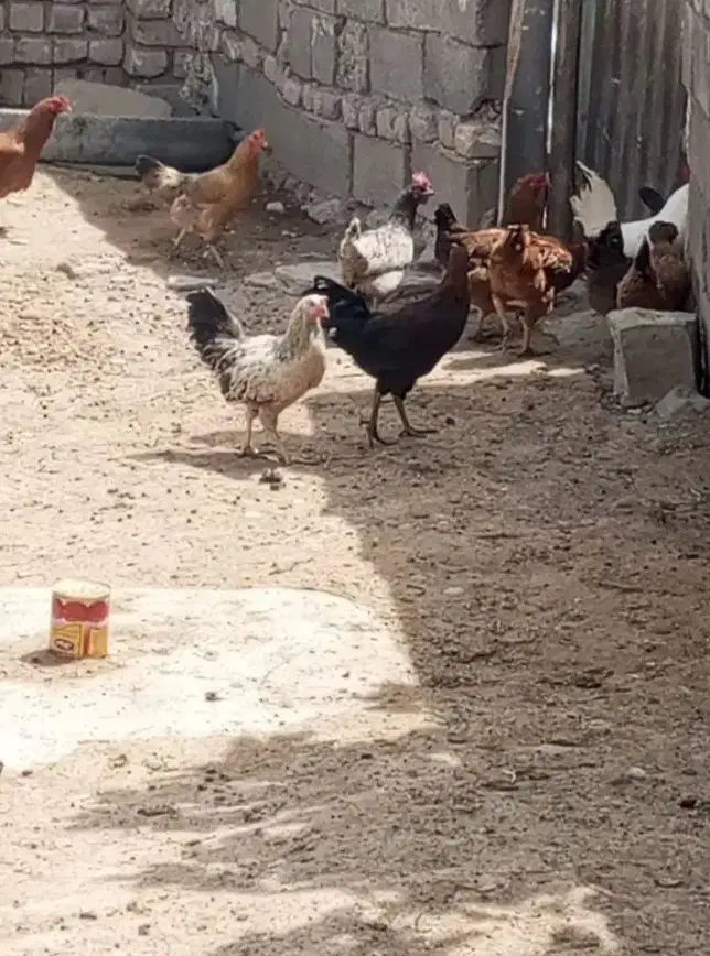 تخم مرغ محلی اصل درشت وتازه|خوردنی و آشامیدنی|قم, شهرک امام حسین|دیوار