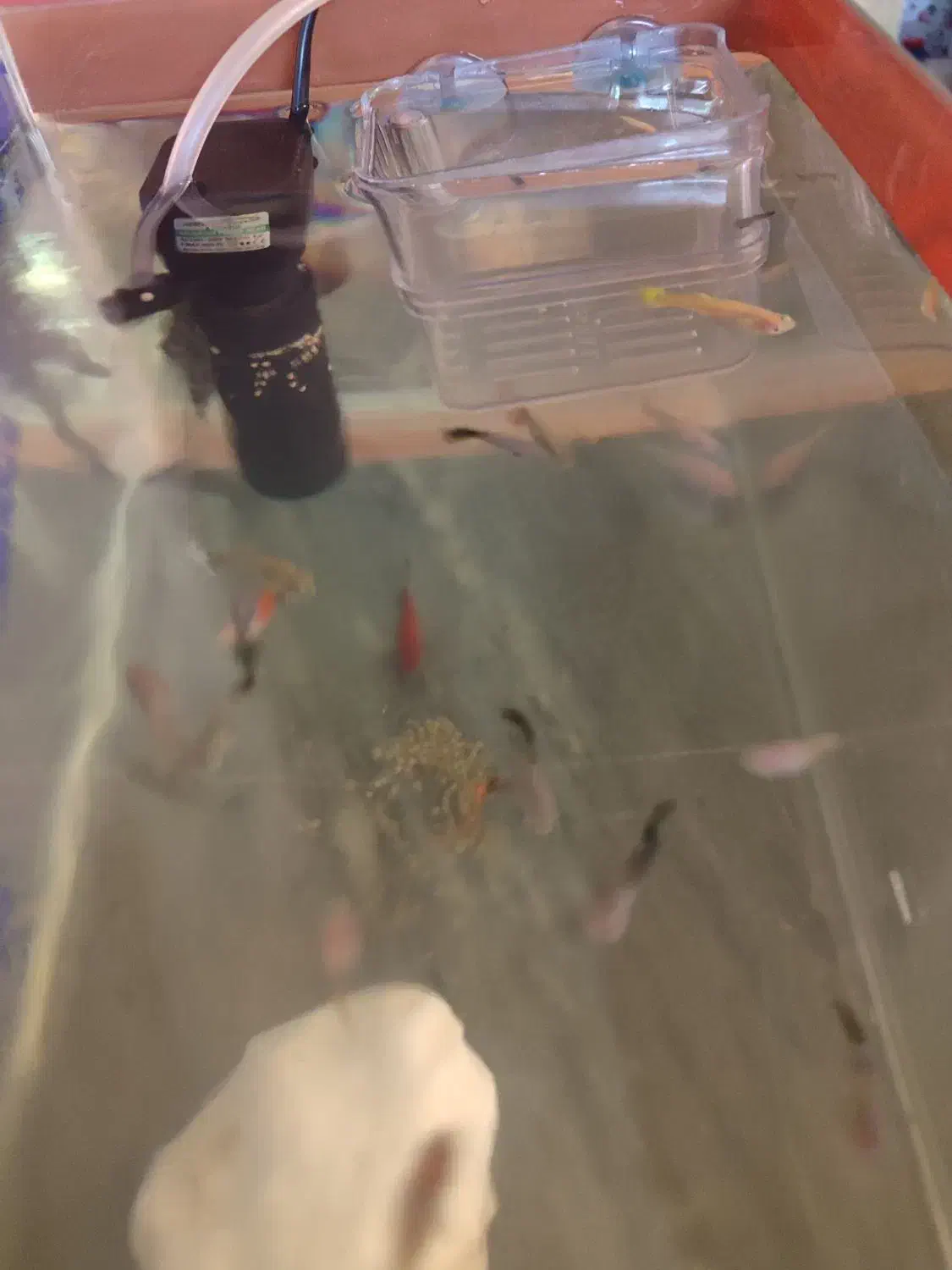 ماهی گوپی|ماهی|رامهرمز, |دیوار