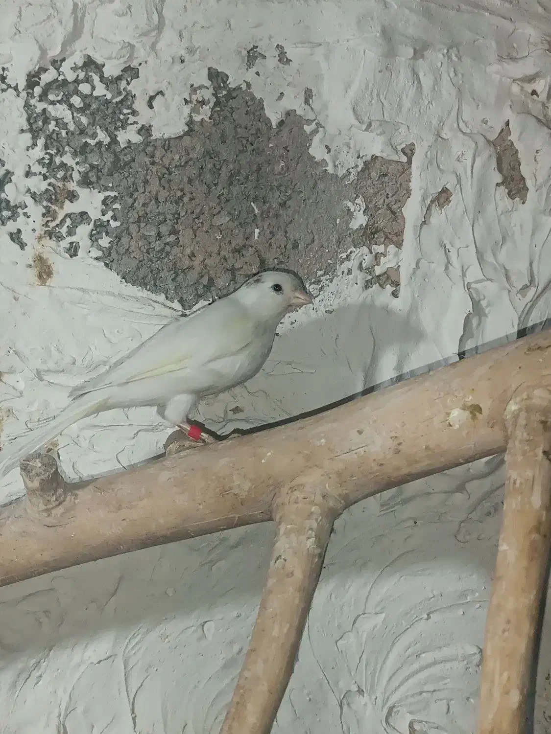 قناری ماده|پرنده|کهریزک, |دیوار