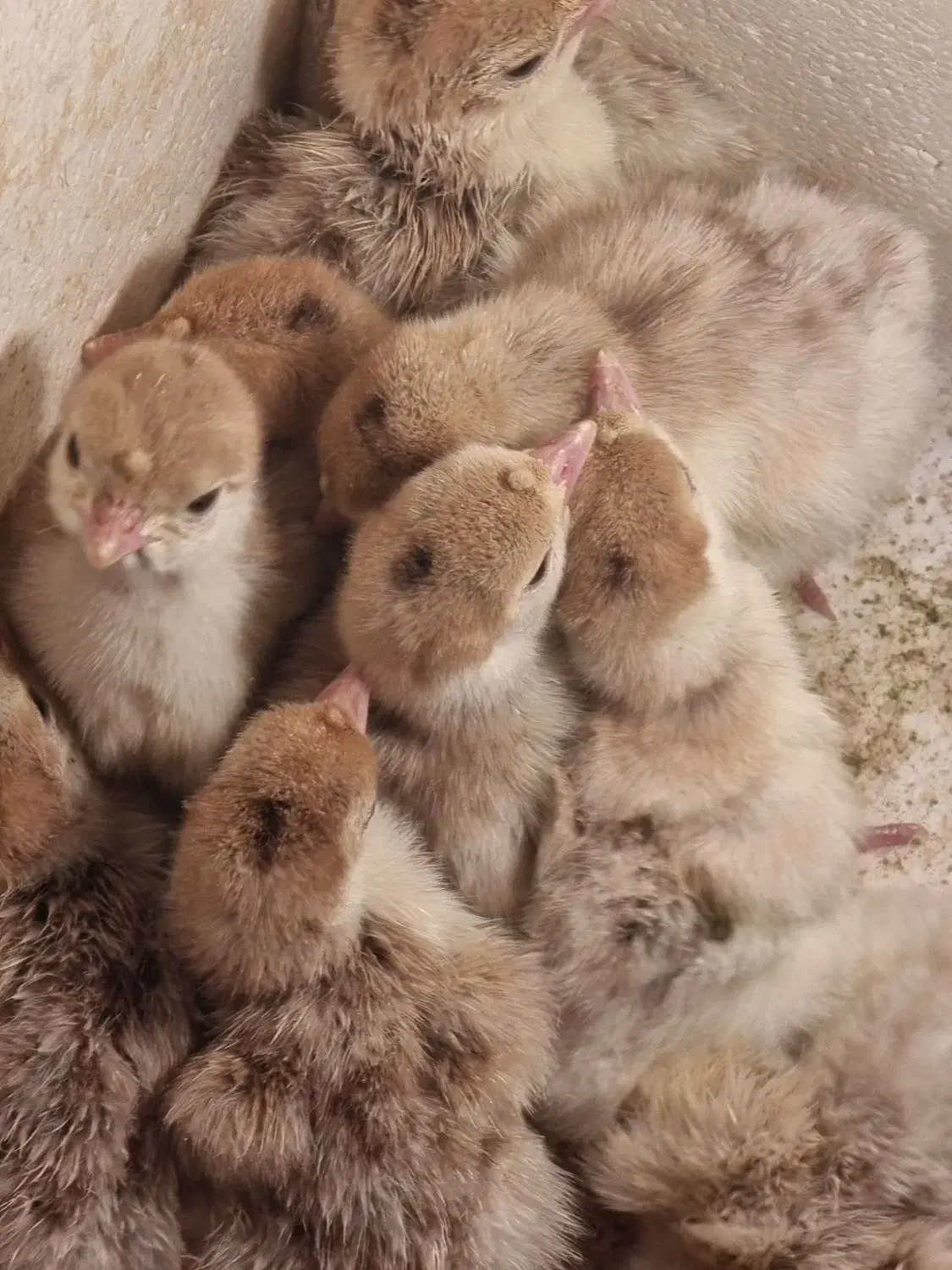 فروش ویژه جوجه بوقلمون نژاد بروبون|حیوانات مزرعه|کرمان, |دیوار