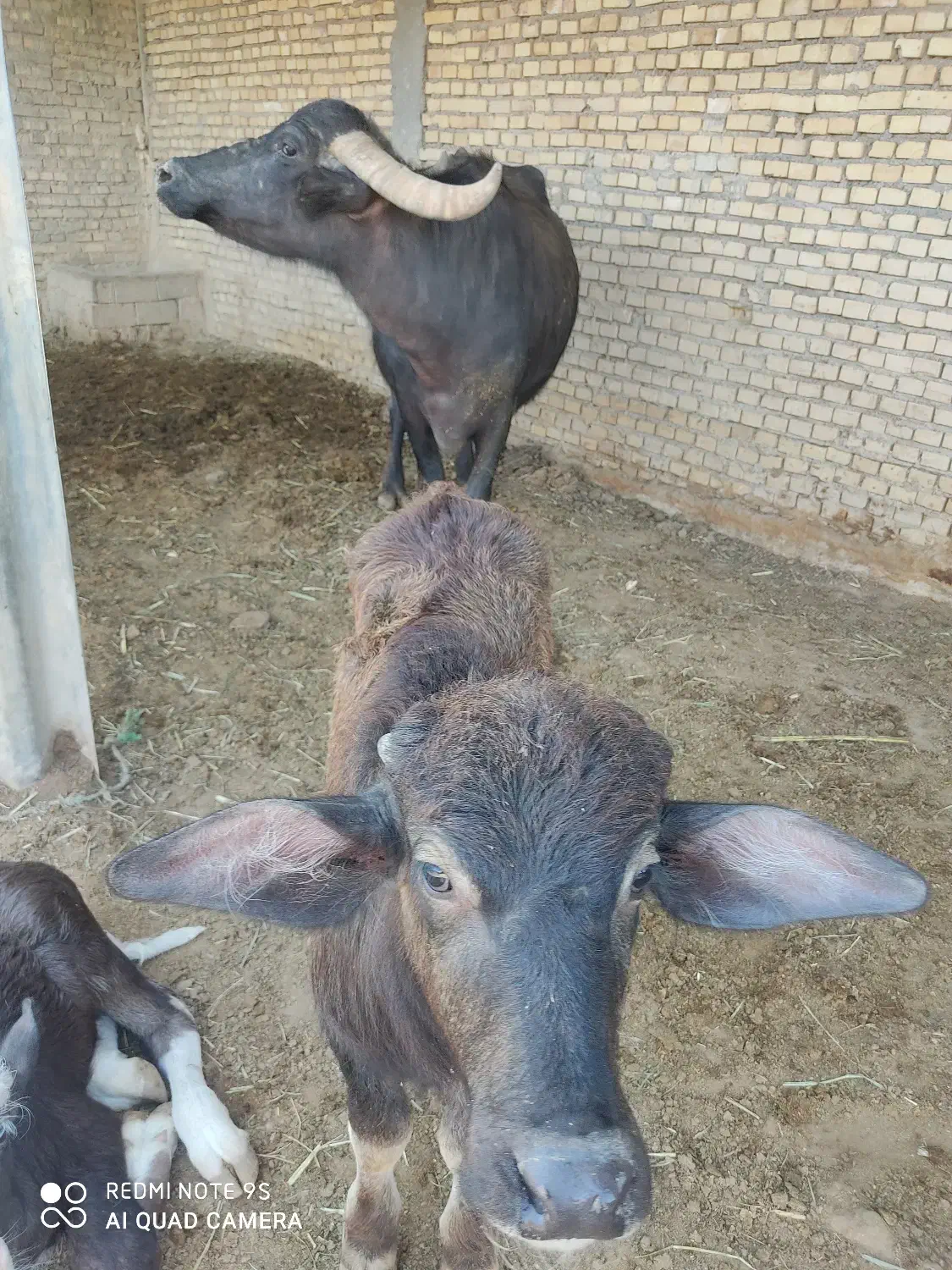 با سلام سه گامیش درجه یک و سالم فروش میرسد|حیوانات مزرعه|اهواز, ۳۰ متری|دیوار