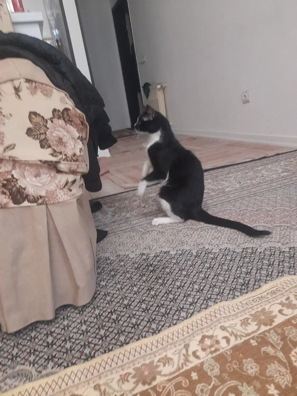 واگذاری گربه|گربه|زنجان, |دیوار