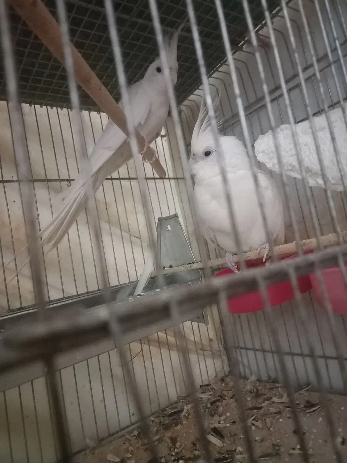 عروس هلندی جفت آلبینو|پرنده|رباطکریم, رباطکریم|دیوار