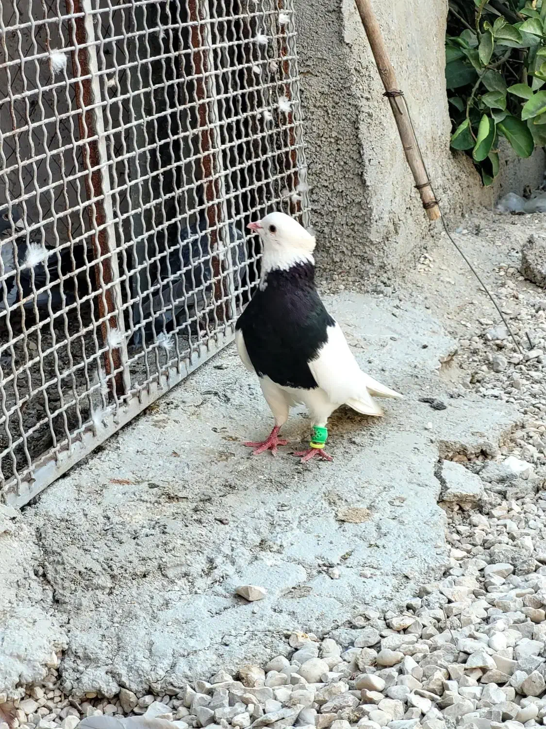 کبوتر|پرنده|برازجان, |دیوار