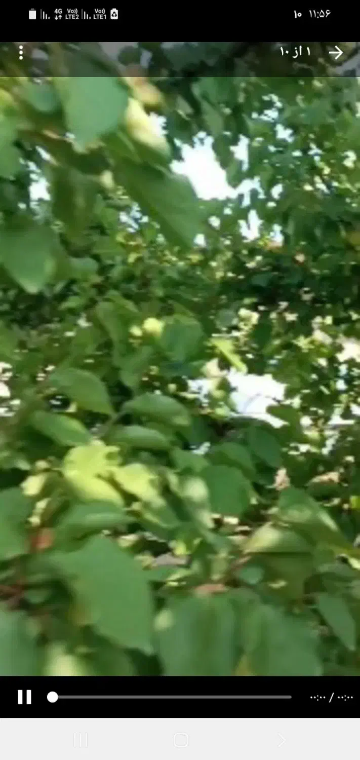 هرس باغ|خدمات باغبانی و درختکاری|محمدشهر, شهرک پیام (مهرالبرز)|دیوار