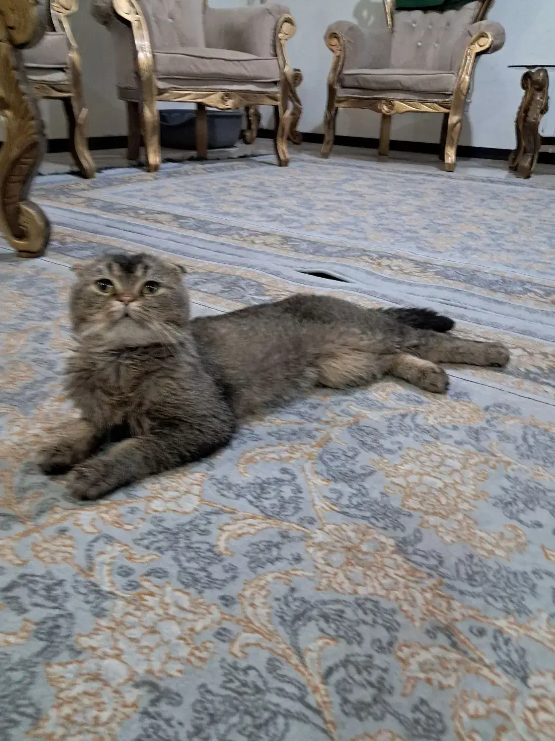 واگذاری گربه اسکاتیش گلد نر ۲سال ونیم|گربه|تهران, شهرک چیتگر|دیوار