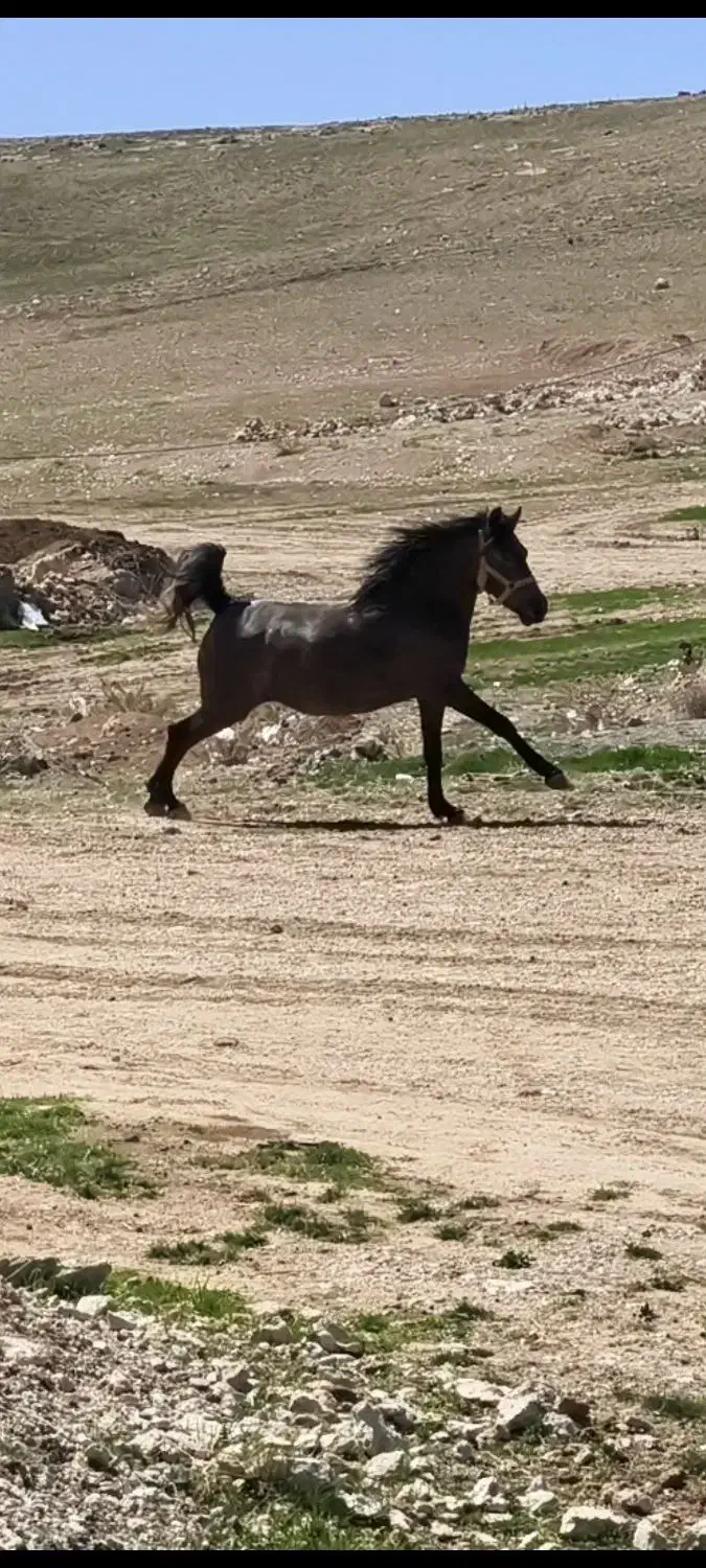 مادیان و کره مادیان نژاد کورد|اسب و تجهیزات اسبسواری|بوکان, |دیوار