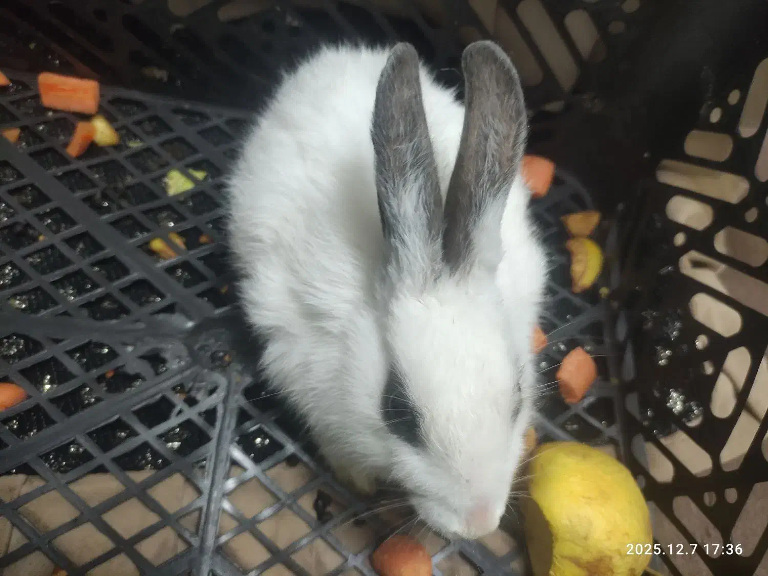 خرگوش بازی گوش|موش و خرگوش|قم, سید معصوم|دیوار