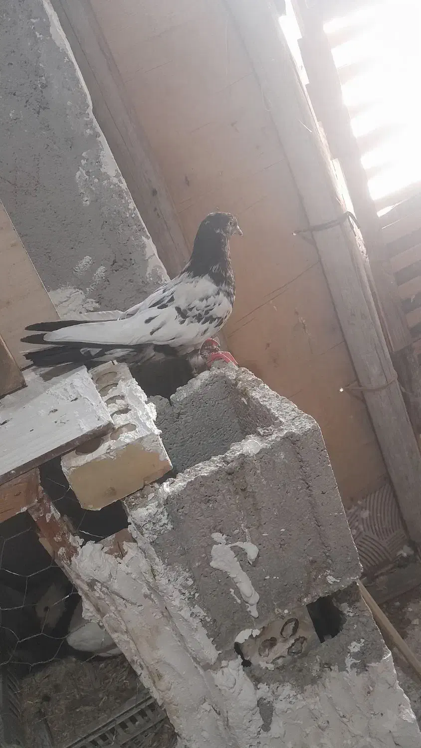 کبوتر|پرنده|شادگان, |دیوار
