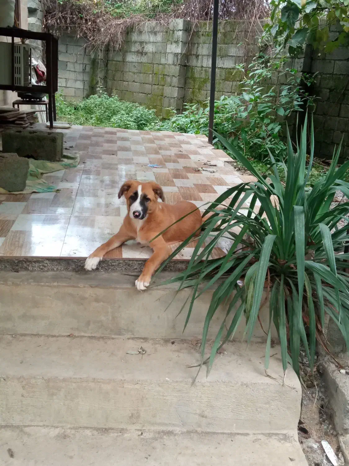 سگ گم شده|حیوانات|رضوانشهر, |دیوار